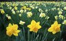Daffodils 448_21