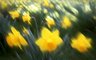Daffodils 448_16