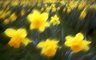 Daffodils 448_06