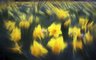 Daffodils 447_09