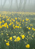 Daffodils in Mist 067_0059