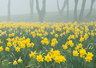 Daffodils 067_0049