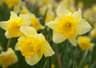 Daffodils_068_0122