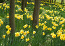 Daffodils G017_0684