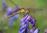 Dragonfly 098_0058
