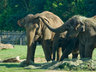 Elephants 032_0007