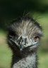 Emu 032_0023