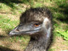 Emu C001_1141