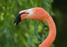 Flamingo 031_0608
