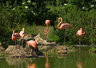 Flamingoes 031_0584