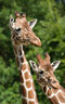 Giraffes 031_0568