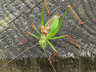 Grasshopper C002_1521