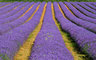 Lavender Fields 0525