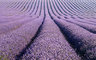 Lavender Rows 059_1194