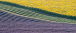 Lavender & Sunflowers 059_1195