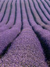 Lavender Rows 059_1201