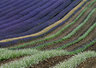 Lavender Field 059_1217
