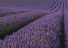 Lavender Rows 059_1220