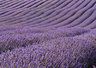 Lavender Rows 059_1226
