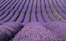 Lavender Rows 059_1228
