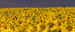 Lavender & Sunflowers 059_1235