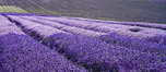 Lavender Field 529_05