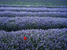 Lavender & Poppy 530_01