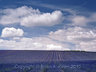 Lavender Field & Clouds 530_16