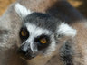 Lemur 031_0499