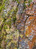 Lichen Tree Bark G008_0448