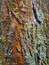 Lichen Tree Bark G008_0450