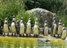 Penguins 031_0524
