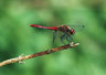 Red Darter 463_13