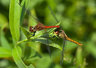 Red Darters 098_0070