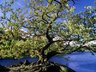 Oak Tree 387_04