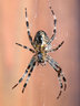 Spider 036_0254