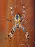 Spider 036_0255