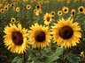 Sunflowers 414_01