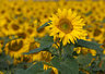 Sunflowers 059_1232