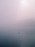 Swan in mist