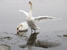 Swans G078_2042
