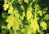 Sycamore Leaves 438_16