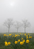 Three Trees and Daffodils 067_0031