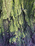 Tree Bark G008_0441