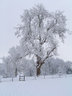Tree In Snow S012_0884