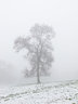 Tree in Mist and Snow G054_1459