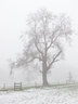 Tree in Mist and Snow G054_1462