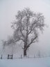 Tree In Snow S012_0921