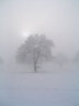 Tree In Snow S013_0967