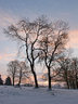 Tree Snow Sunrise G077_1998